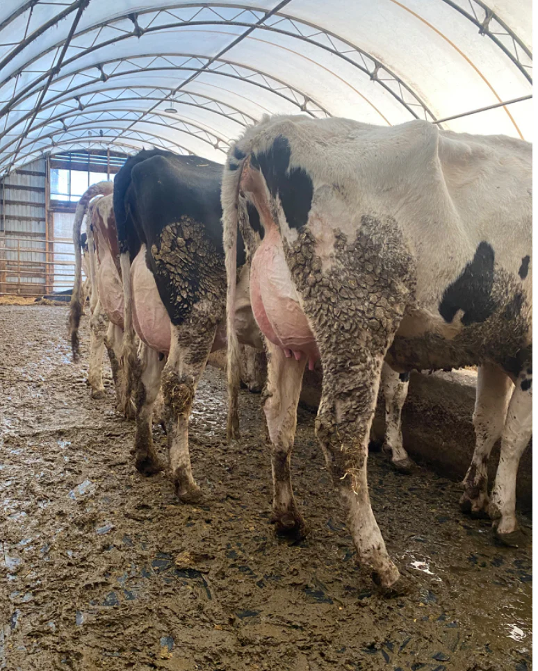 #DD2266 - 1st and 2nd Lactation Holstein Fresh Cows and Heifers - Canada - Image 3