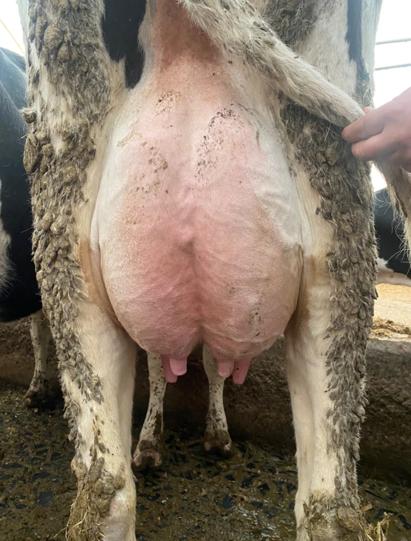 #DD2266 - 1st and 2nd Lactation Holstein Fresh Cows and Heifers - Canada - Image 4