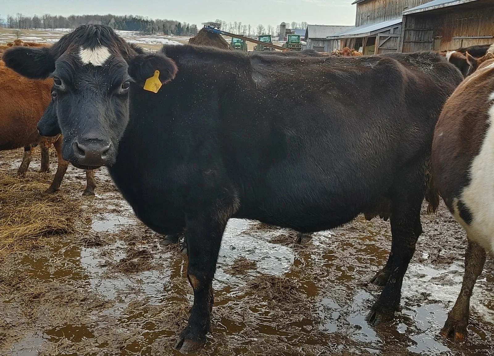 #DD2180 - A2A2 Organic Jersey Herd - VA - Image 3