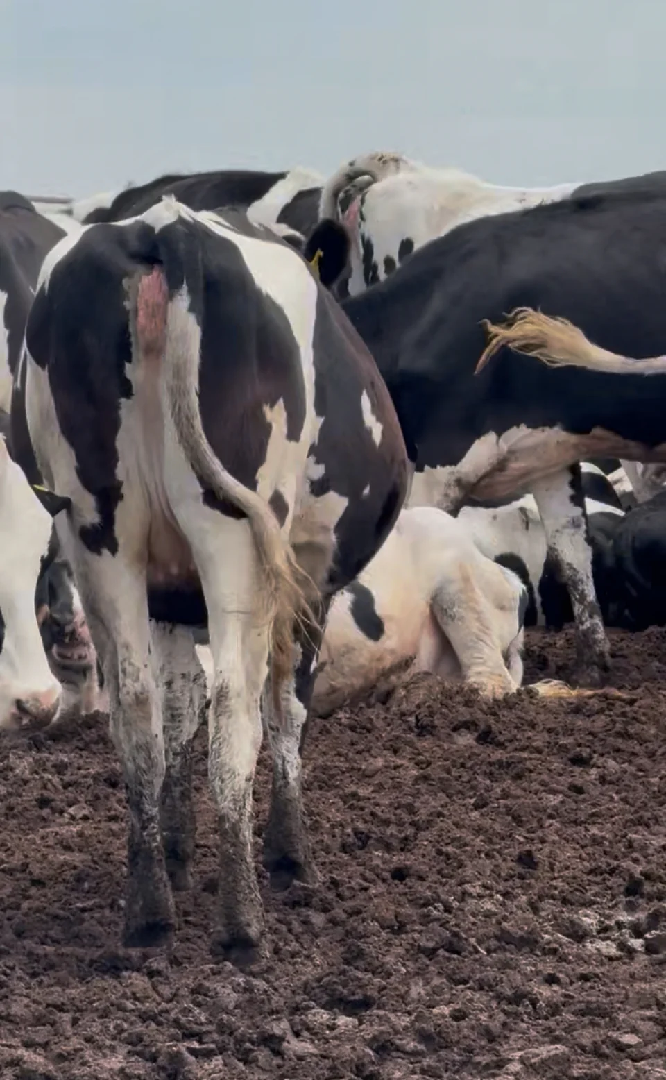 #DD2868 - Holstein Bred Heifers - TX - Image 3