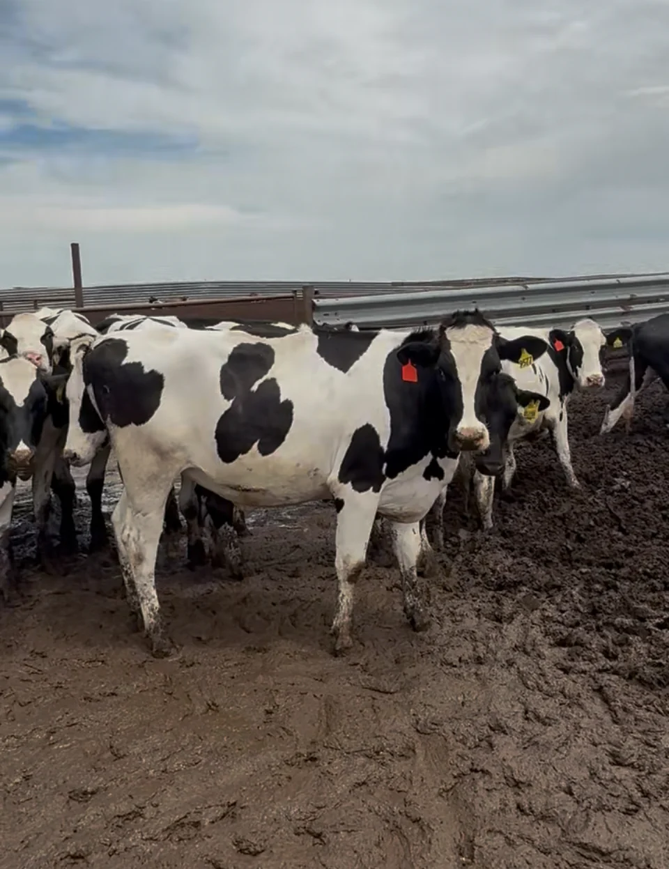 #DD2868 - Holstein Bred Heifers - TX - Image 4