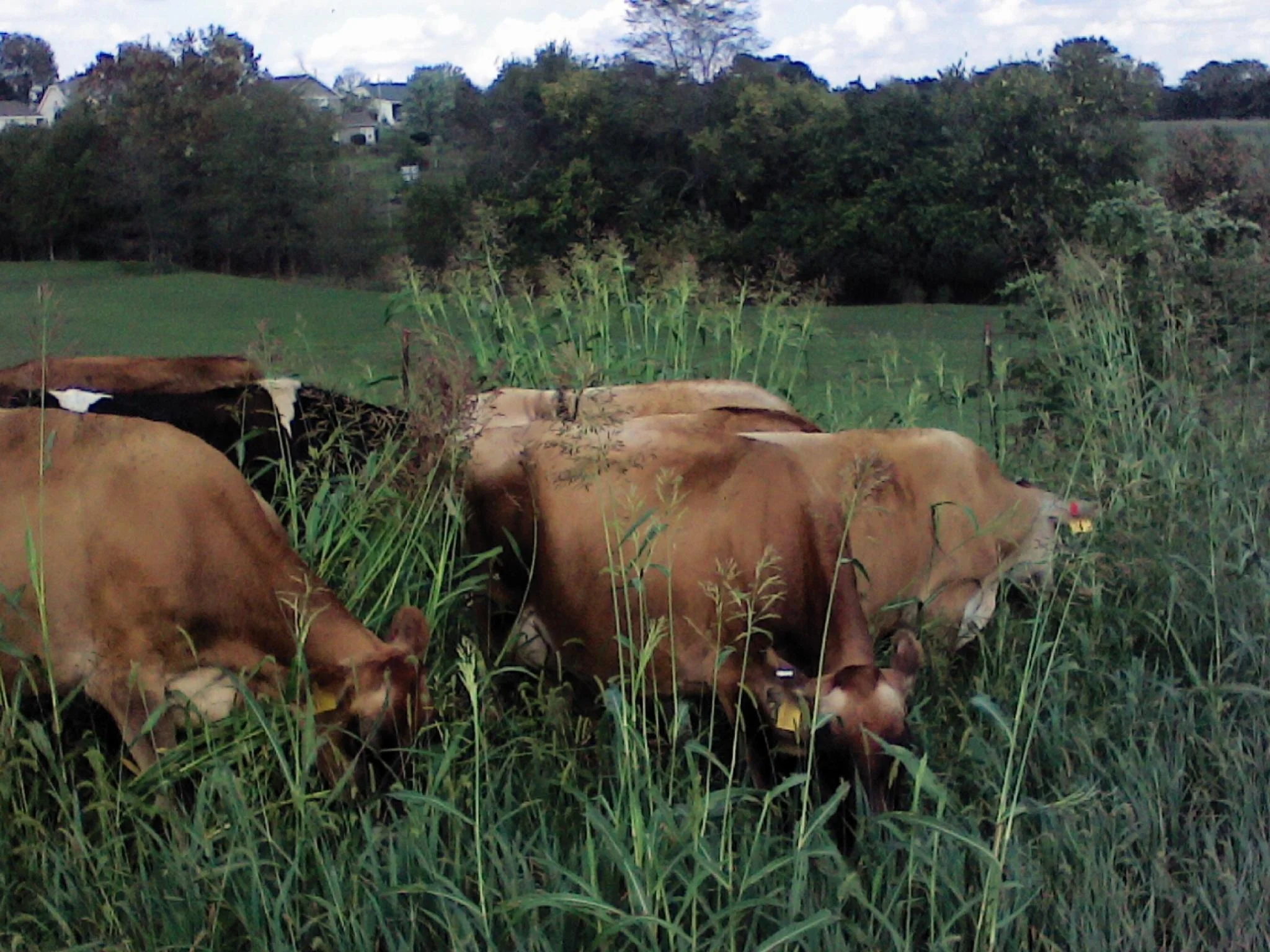 #DD1752 - Jersey Cattle - MO - Image 10