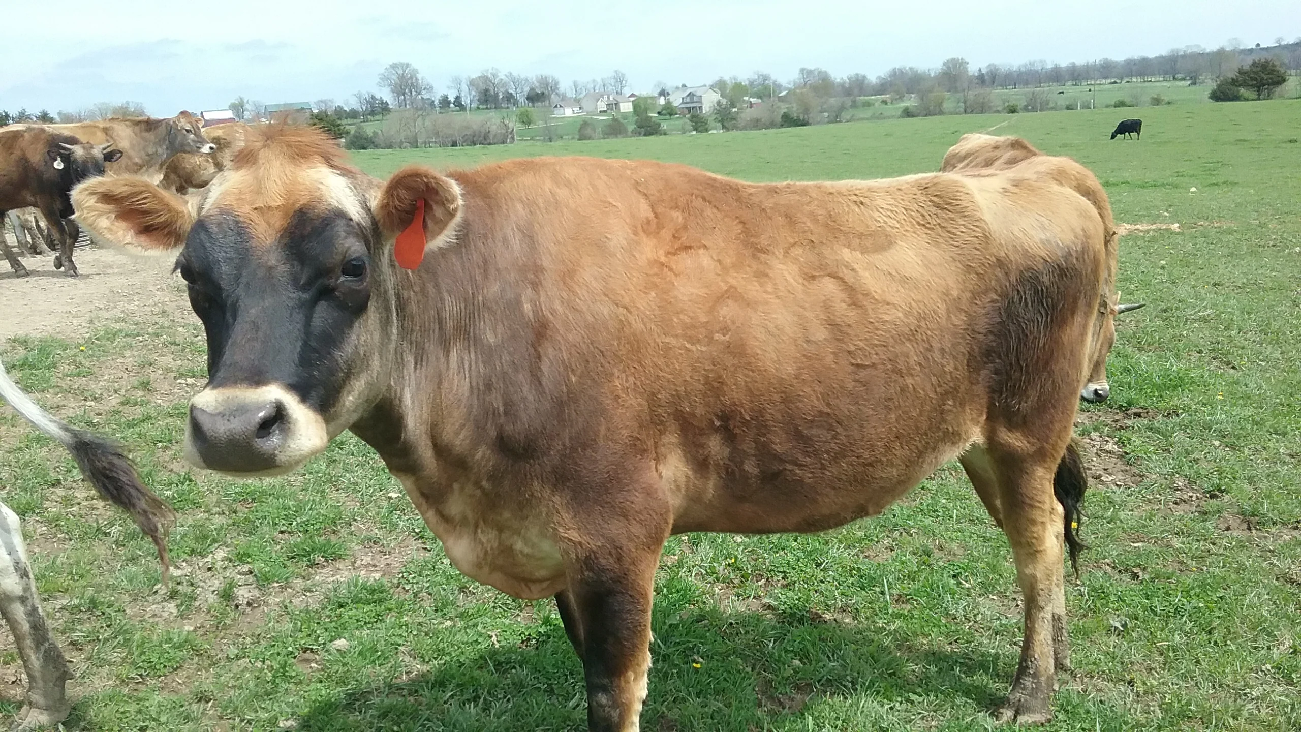 #DD1752 - Jersey Cattle - MO - Image 11