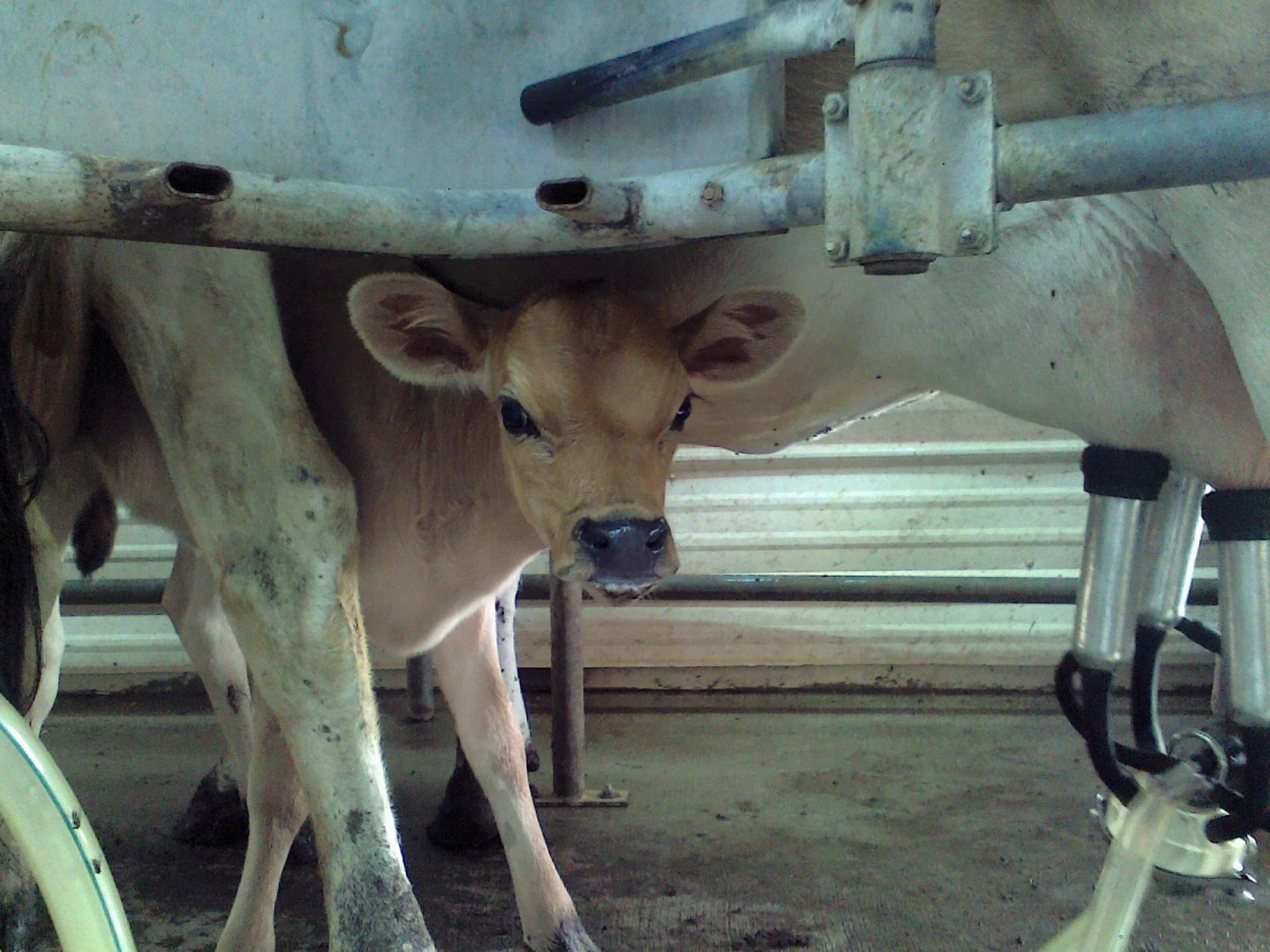 #DD1752 - Jersey Cattle - MO - Image 3