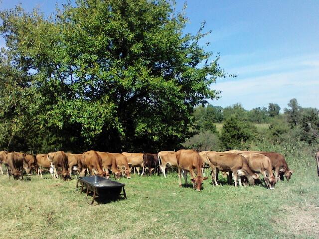 #DD1752 - Jersey Cattle - MO - Image 4