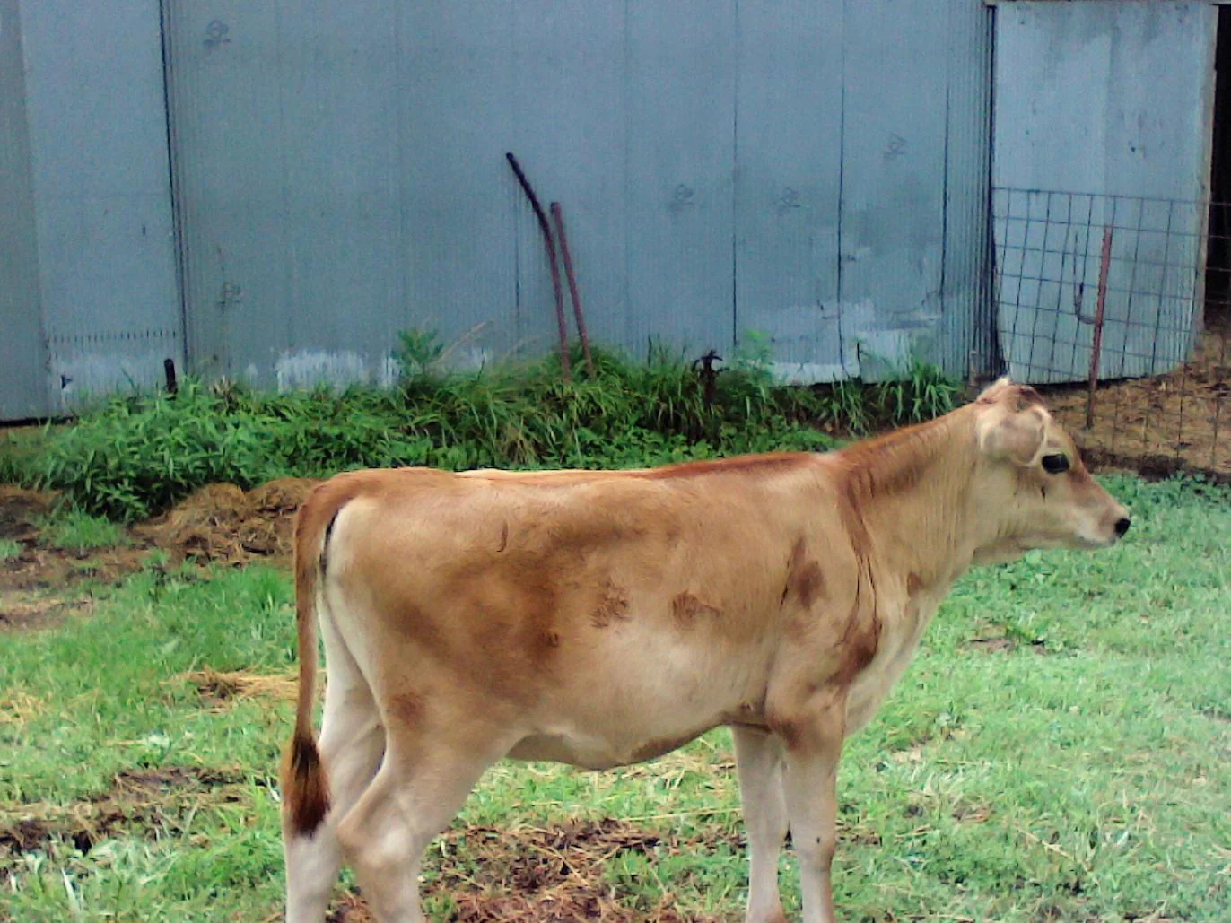 #DD1752 - Jersey Cattle - MO - Image 6