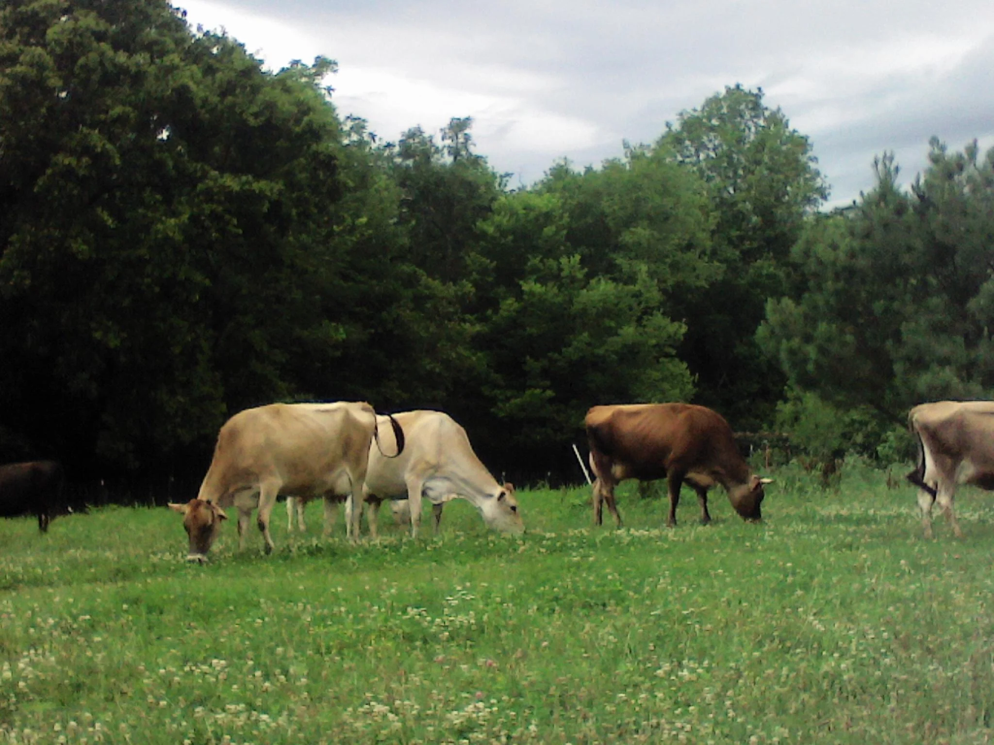 #DD1752 - Jersey Cattle - MO - Image 7