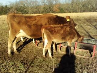 #DD1752 - Jersey Cattle - MO - Image 8